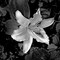 White Lily I Poster Print by Rita Crane - Item # VARPDXPSCRN327